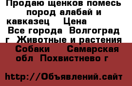 Продаю щенков помесь пород алабай и кавказец. › Цена ­ 1 500 - Все города, Волгоград г. Животные и растения » Собаки   . Самарская обл.,Похвистнево г.